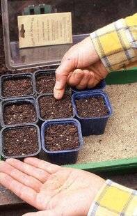 L'Ami des Jardins 1184 Semer les aubergines à chaud