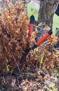 L'Ami des Jardins 1184 Nettoyer les lysimaques