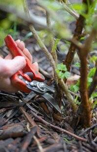 L'Ami des Jardins 1184 Tailler le groseillier