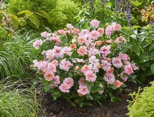 L'Ami des Jardins 1184 Une touche de romantisme