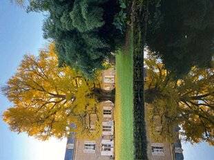 L'Ami des Jardins 1184 L'Arbre de l'année 2025