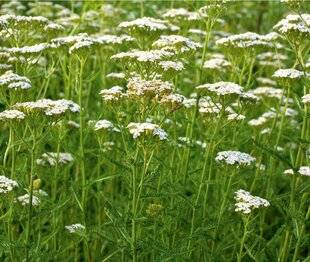 L'Ami des Jardins 1184 Favoriser les plantes-relais