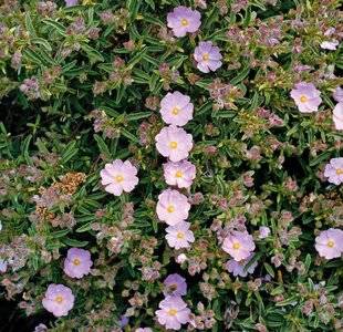 L'Ami des Jardins 1184 Lancer la saison des cistes avec 'Grayswood Pink'