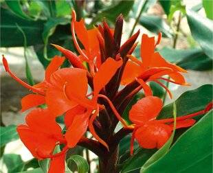 L'Ami des Jardins 1184 Un hédychium à adopter sans hésitation