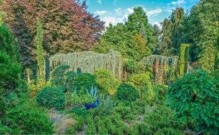 L'Ami des Jardins 1184 À QUATRE MAINS