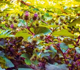 L'Ami des Jardins 1184 UNE SAUVAGEONNE POUR HABILLER LES ENDROITS OUBLIÉS