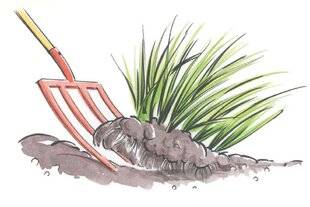 L'Ami des Jardins 1184 DIVISER LES LAÎCHES