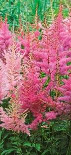 L'Ami des Jardins 1184 BOUTURER LES ASTILBES