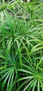 L'Ami des Jardins 1184 Cypéracées