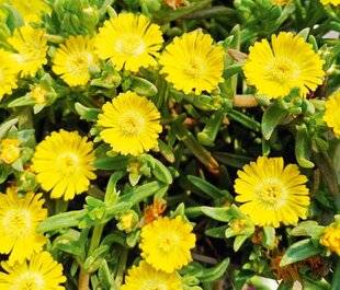 L'Ami des Jardins 1184 POURPIER 'GOLDEN', UN COUVRE-SOL EN OR