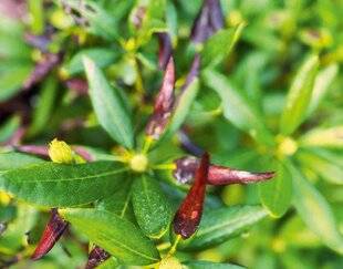 L'Ami des Jardins 1184 DES FEUILLES BRUNES ET SÈCHES SUR LE RHODODENDRON