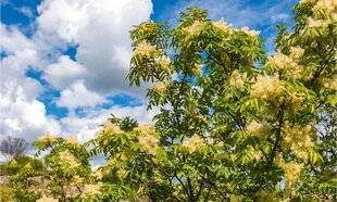 L'Ami des Jardins 1184 L'ÉLÉGANCE DU FRÊNE À FLEURS