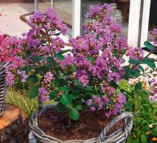 L'Ami des Jardins 1184 Miniatures