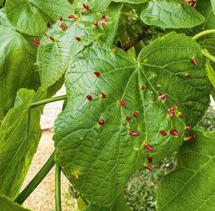 L'Ami des Jardins 1184 DES GALLES SUR LE TILLEUL