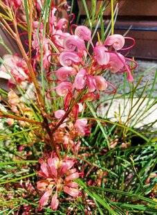 L'Ami des Jardins 1184 UN AIR DE PRINTEMPS AUSTRALIEN