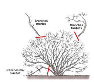L'Ami des Jardins 1184 RECÉPER LE COTINUS OU ARBRE À PERRUQUES