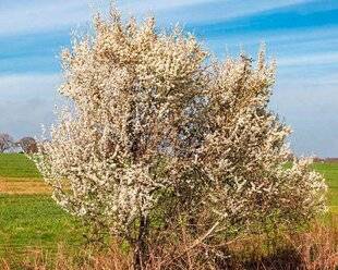 L'Ami des Jardins 1184 UN ATOUT POUR LA BIODIVERSITÉ