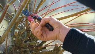 L'Ami des Jardins 1184 TAILLER LES SAULES-CREVETTES