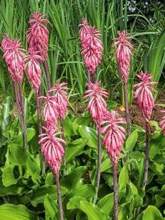 L'Ami des Jardins 1184 UNE BEAUTÉ AUSTRALE
