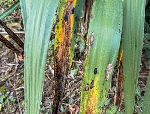 L'Ami des Jardins 1184 LA MALADIE DES TACHES ZONÉES DU YUCCA
