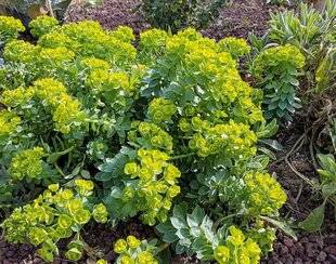 L'Ami des Jardins 1184 UN EXCELLENT COUVRE-SOL