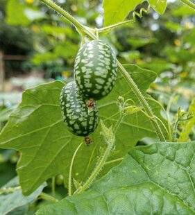 L'Ami des Jardins 1184 ESSAYER LE DÉLICIEUX CONCOMBRE À CONFIRE