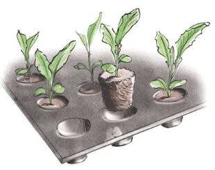 L'Ami des Jardins 1184 LE REPIQUAGE INTERMÉDIAIRE DES JEUNES PLANTS