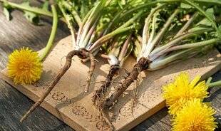 L'Ami des Jardins 1184 RÉCOLTER LES RACINES DE PISSENLIT