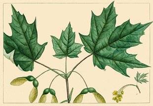 L'Ami des Jardins 1184 L'ÉRABLE À SUCRE