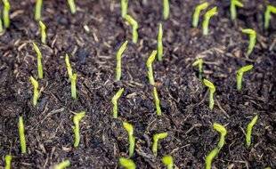 L'Ami des Jardins 1184 QUELQUES SEMIS AU POTAGER