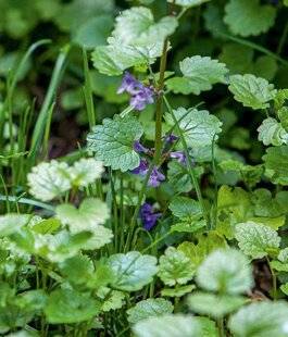 L'Ami des Jardins 1184 LAISSER POUSSER DES HERBES FOLLES