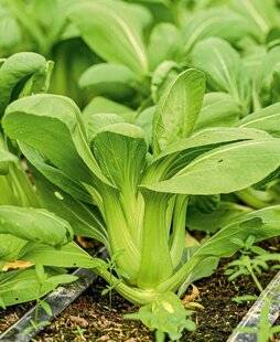 L'Ami des Jardins 1184 CHOISIR DES CHOUX EXPRESS