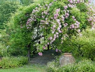 L'Ami des Jardins 1184 Les arches et les rosiers lianes