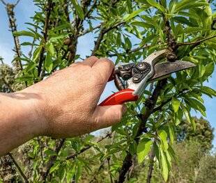 L'Ami des Jardins 1184 TAILLER LES PALMETTES D'AMANDIER