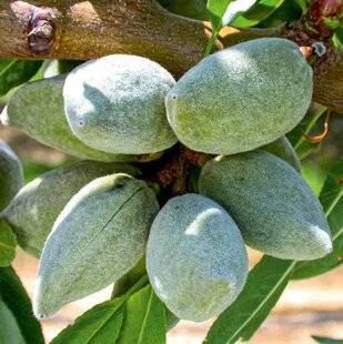 L'Ami des Jardins 1184 CHOISIR UN AMANDIER AUTOFERTILE