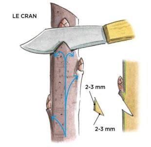 L'Ami des Jardins 1184 EFFICACE, LA SCARIFICATION