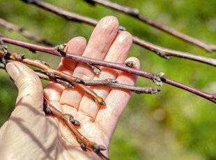 L'Ami des Jardins 1184 TAILLER AU BON ENDROIT