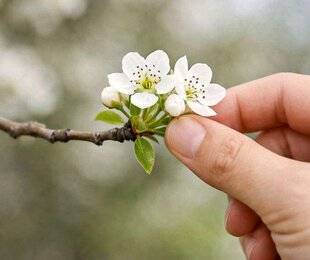 L'Ami des Jardins 1184 SUPPRIMER CERTAINES FLEURS AUX EXTRÉMITÉS