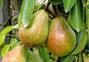 L'Ami des Jardins 1184 N'OUBLIEZ PAS LA SAVEUR DES 'BEURRÉ'