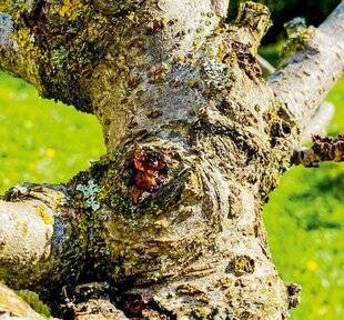 L'Ami des Jardins 1184 LA GOMMOSE DU CERISIER