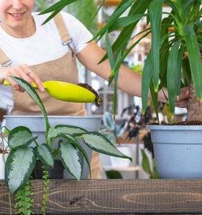 L'Ami des Jardins 1184 REMPOTER OU PAS ?