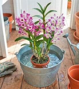 L'Ami des Jardins 1184 UNE ORCHIDÉE QUI JOUE LES BAMBOUS