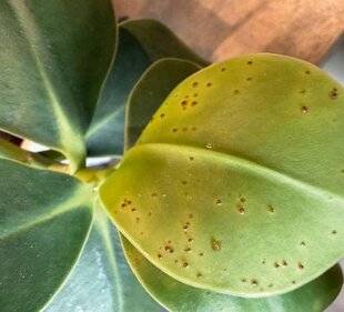 L'Ami des Jardins 1184 DES TACHES ET DES PUSTULES SUR LE CLUSIA