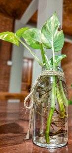 L'Ami des Jardins 1184 MULTIPLIER FACILEMENT LE POTHOS