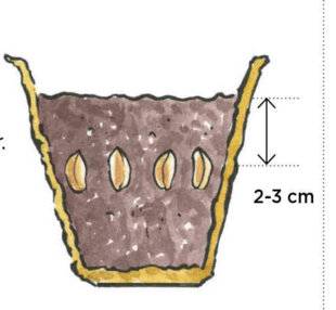 L'Ami des Jardins 1184 CULTIVER DES CACAHUÈTES