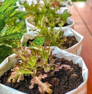 L'Ami des Jardins 1184 SERMER DES SALADES AUX SAVEURS ORIGINALES