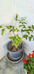 L'Ami des Jardins 1184 Mon citronnier se dégarnit