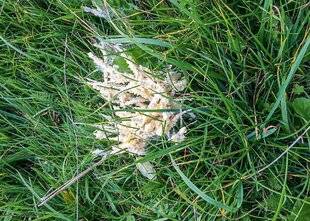 L'Ami des Jardins 1184 Un indésirable dans la pelouse