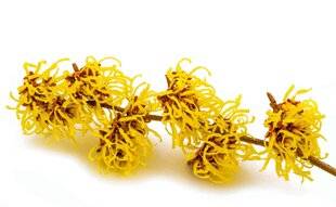 L'Ami des Jardins 1184 L'HAMAMÉLIS ami des peaux sensibles