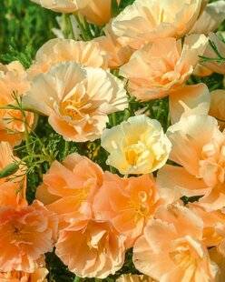 L'Ami des Jardins 1184 PAVOT DE CALIFORNIE 'PINK CHAMPAGNE'